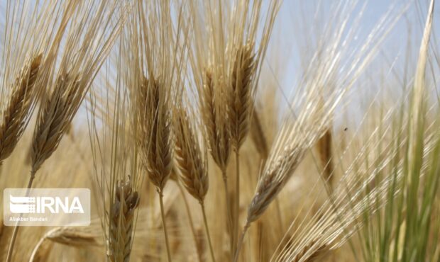 برگزاری نمایشگاه تخصصی و ضرورت حمایت مالی از کشاورزی سمنان برگزاری نمایشگاه تخصصی و ضرورت حمایت مالی از کشاورزی سمنان