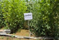 مدیرکل دفتر بازرسی منابع طبیعی: ۲۵۰ میلیون اصله نهال امسال تولید شد