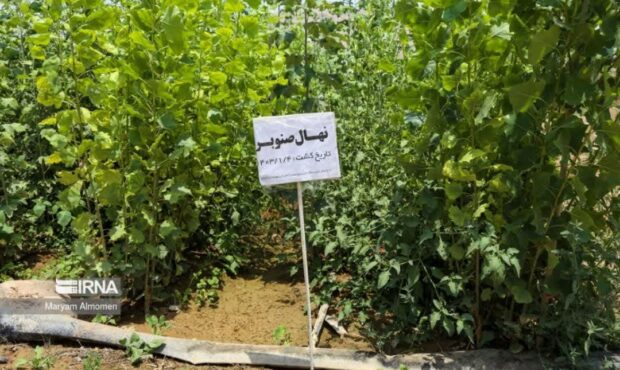 مدیرکل دفتر بازرسی منابع طبیعی: ۲۵۰ میلیون اصله نهال امسال تولید شد مدیرکل دفتر بازرسی منابع طبیعی: ۲۵۰ میلیون اصله نهال امسال تولید شد