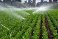 کشاورزی سمنان در مسیر بهره‌وری آب؛ ۴۲۰۰۰ هکتاری شدیم!