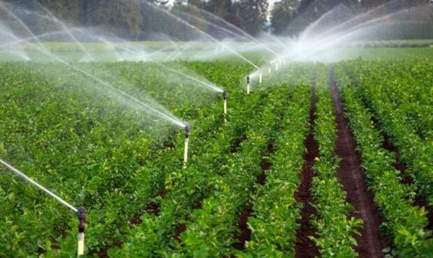 کشاورزی سمنان در مسیر بهرهوری آب؛ ۴۲۰۰۰ هکتاری شدیم! کشاورزی سمنان در مسیر بهرهوری آب؛ ۴۲۰۰۰ هکتاری شدیم!