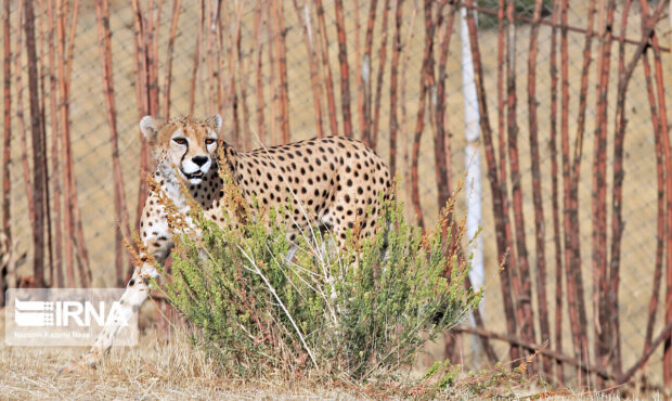 حال «دلبر» یوزپلنگ ایرانی نامساعد شد/ اعزام تیم پزشکی از تهران به توران حال «دلبر» یوزپلنگ ایرانی نامساعد شد/ اعزام تیم پزشکی از تهران به توران