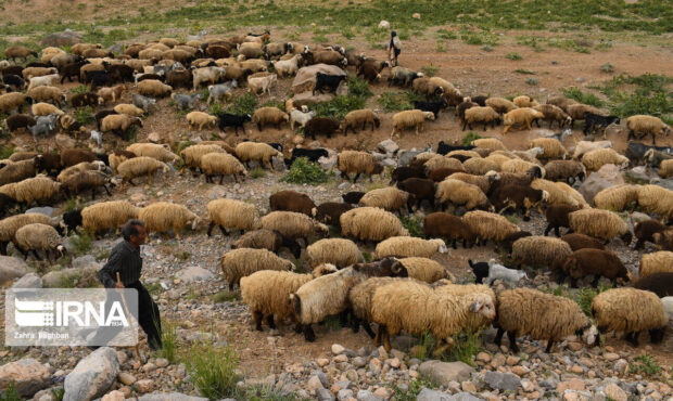 توزیع ۹۹۳ تن نهاده دامی بین عشایر شاهرود تا افتتاح ۹ طرح عمرانی در دهه فجر توزیع ۹۹۳ تن نهاده دامی بین عشایر شاهرود تا افتتاح ۹ طرح عمرانی در دهه فجر