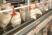 موردی از آنفلوآنزای فوق حاد پرندگان در گرمسار مشاهده نشد/ ضرورت اقدام‌های پیشگیرانه