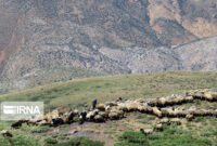 رفع تصرف ۳۰ هزار متر مربع اراضی ملی تا برنامههای احیای مراتع گرمسار رفع تصرف ۳۰ هزار متر مربع اراضی ملی تا برنامههای احیای مراتع گرمسار