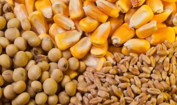 تامین ۲ هزار تن نهاد دامی با پیگیری استاندار سمنان از وزیر جهادکشاورزی