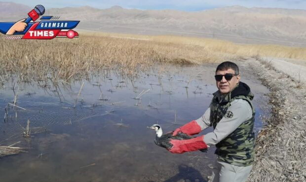 باکلان، مهمانی که به آغوش طبیعت باز می گردد. باکلان، مهمانی که به آغوش طبیعت باز می گردد.