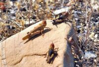 احتمال طغیان آفات در اراضی کشاورزی سمنان احتمال طغیان آفات در اراضی کشاورزی سمنان