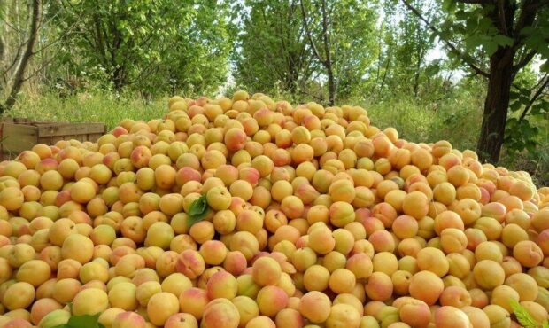 ۷۰ هزار لیتر سوخت برای مقابله با سرمازدگی بین کشاورزان سمنان توزیع شد