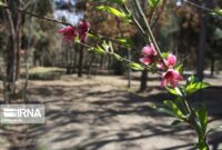 تشدید نظارت بر عرصههای طبیعی سمنان با فعالیت ۳۷ تیم در تعطیلات نوروز تشدید نظارت بر عرصههای طبیعی سمنان با فعالیت ۳۷ تیم در تعطیلات نوروز