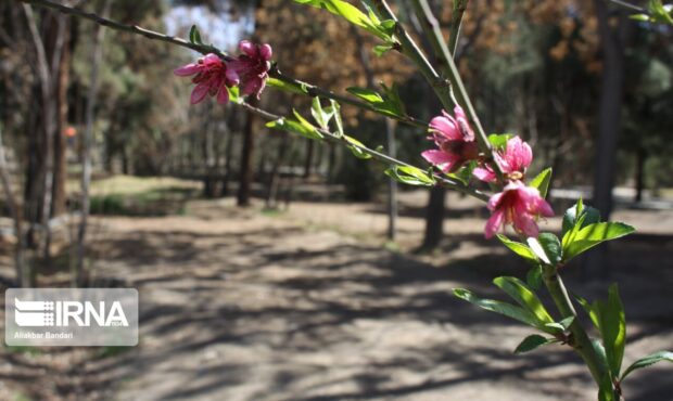 تشدید نظارت بر عرصههای طبیعی سمنان با فعالیت ۳۷ تیم در تعطیلات نوروز تشدید نظارت بر عرصههای طبیعی سمنان با فعالیت ۳۷ تیم در تعطیلات نوروز