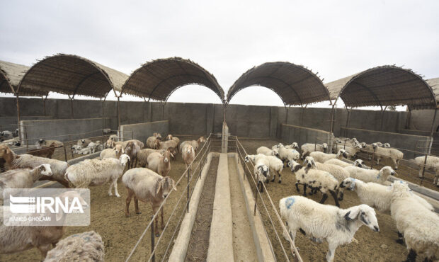 مطالبه شهروندان کلاته‌خیج شاهرود؛ ساماندهی دام سبک تا ایجاد شبکه فاضلاب