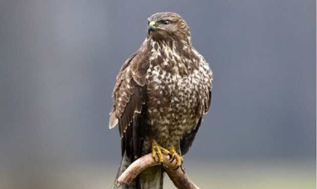 درمان و رهاسازی پرنده شکاری سارْگَپِه در محیط زیست گرمسار + فیلم درمان و رهاسازی پرنده شکاری سارْگَپِه در محیط زیست گرمسار + فیلم