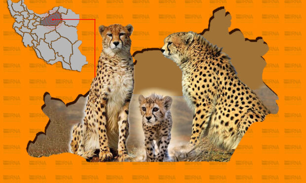 بیماری دلبر تنفسی تشخیص داده شد/ رفع نگرانی برای چهار یوزپلنگ دیگر در پارک ملی توران بیماری دلبر تنفسی تشخیص داده شد/ رفع نگرانی برای چهار یوزپلنگ دیگر در پارک ملی توران