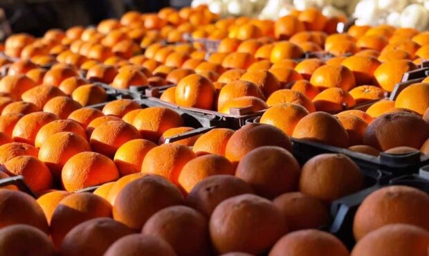 آغاز توزیع ۲۰۰ تن میوه ویژه عید نوروز در سمنان آغاز توزیع ۲۰۰ تن میوه ویژه عید نوروز در سمنان