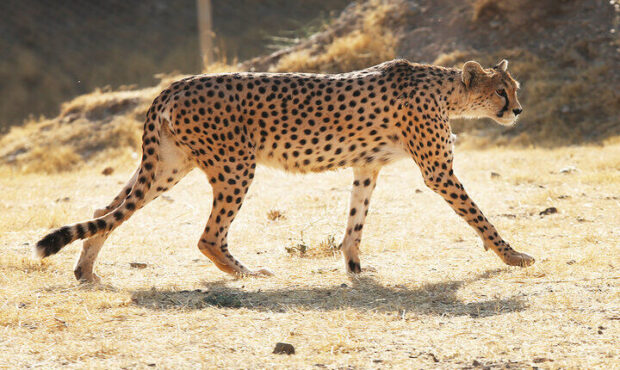 آیا یوزپلنگ ایرانی به سرنوشت دایناسورها دچار میشود؟ آیا یوزپلنگ ایرانی به سرنوشت دایناسورها دچار میشود؟