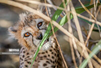 جزئیات بیشتر از چهار توله‌یوزپلنگ توران در آستانه بلوغ