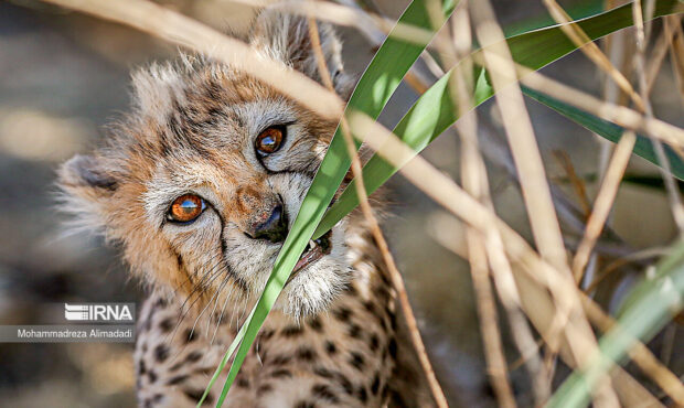 جزئیات بیشتر از چهار تولهیوزپلنگ توران در آستانه بلوغ جزئیات بیشتر از چهار تولهیوزپلنگ توران در آستانه بلوغ