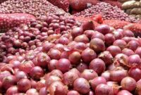 کشت پیاز در ۵۶۵ هکتار از زمین‌های کشاورزی شاهرود