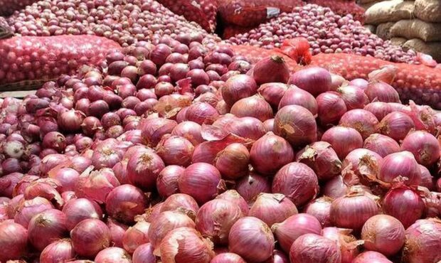 کشت پیاز در ۵۶۵ هکتار از زمینهای کشاورزی شاهرود کشت پیاز در ۵۶۵ هکتار از زمینهای کشاورزی شاهرود