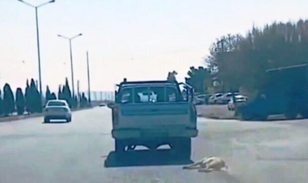 عامل حیوانآزاری در سمنان دستگیر شد عامل حیوانآزاری در سمنان دستگیر شد