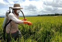 مبارزه با آفات گندم و جو در ۶ هزار هکتار مزارع گرمسار مبارزه با آفات گندم و جو در ۶ هزار هکتار مزارع گرمسار