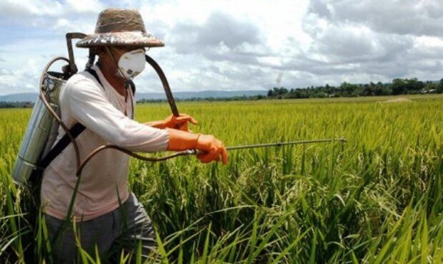 مبارزه با آفات گندم و جو در ۶ هزار هکتار مزارع گرمسار مبارزه با آفات گندم و جو در ۶ هزار هکتار مزارع گرمسار