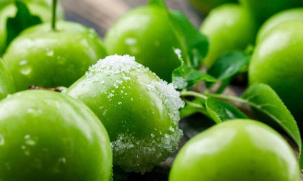 «زمرد سبز» نوبرانه بهاری باغهای گرمسار برای کشور «زمرد سبز» نوبرانه بهاری باغهای گرمسار برای کشور