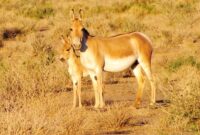 امید به نجات گورخر پارک ملی کویر از خطر انقراض محلی