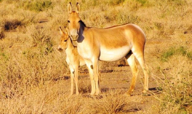 امید به نجات گورخر پارک ملی کویر از خطر انقراض محلی امید به نجات گورخر پارک ملی کویر از خطر انقراض محلی