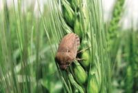 سِن‌زدایی از ۱۷ هزار هکتار مزارع غلات سمنان