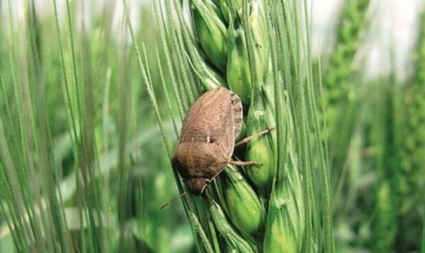 سِنزدایی از ۱۷ هزار هکتار مزارع غلات سمنان سِنزدایی از ۱۷ هزار هکتار مزارع غلات سمنان