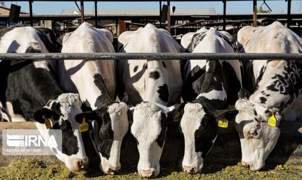 گاوداری صنعتی در شاهرود، افزایش تولید گوشت و شیر تا کاهش هزینهها گاوداری صنعتی در شاهرود، افزایش تولید گوشت و شیر تا کاهش هزینهها