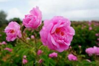 آئین گلغلتان میراثی ماندگار در صددروازه آئین گلغلتان میراثی ماندگار در صددروازه