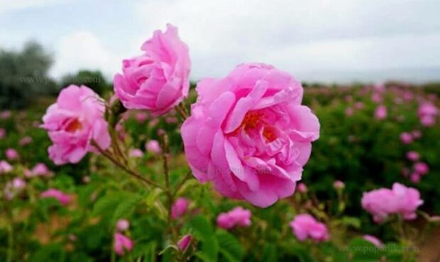 آئین گلغلتان میراثی ماندگار در صددروازه آئین گلغلتان میراثی ماندگار در صددروازه