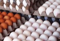 صادرات 15 هزار تن تخممرغ از گرمسار صادرات 15 هزار تن تخممرغ از گرمسار