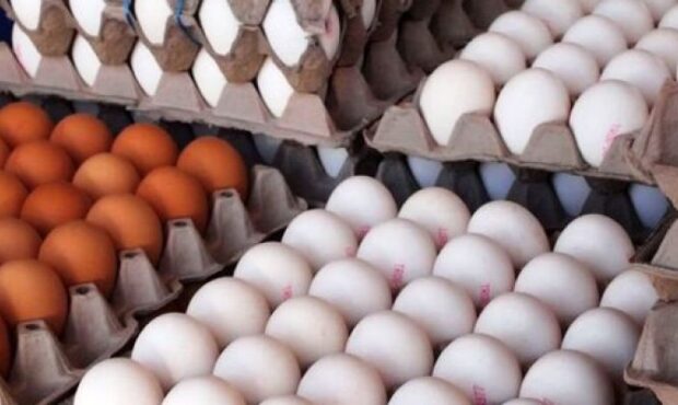 صادرات 15 هزار تن تخم‌مرغ از گرمسار