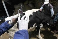 آغاز واکسیناسیون همگانی تب برفکی در سمنان