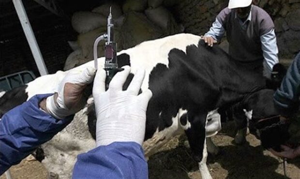 آغاز واکسیناسیون همگانی تب برفکی در سمنان