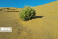 گرمسار محور تحقیقات ملی برای کشاورزی سازگار با کم‌آبی