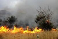 سهلانگاری عامل حریق جنگلهای هیرکانی است سهلانگاری عامل حریق جنگلهای هیرکانی است