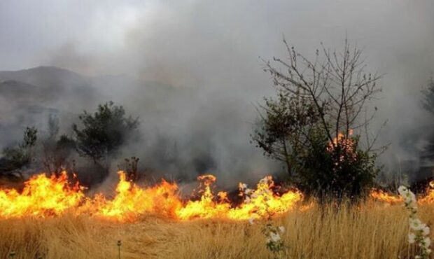 سهلانگاری عامل حریق جنگلهای هیرکانی است سهلانگاری عامل حریق جنگلهای هیرکانی است