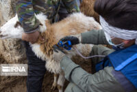 ارزآوری ۲.۵ میلیون دلاری محصولات و داروهای دامی در گرمسار