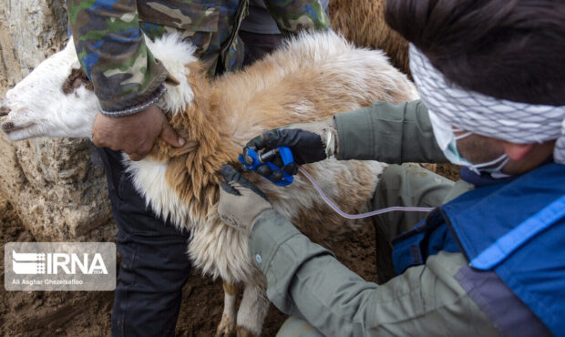ارزآوری ۲.۵ میلیون دلاری محصولات و داروهای دامی در گرمسار