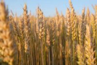 آثار خشکسالی و ناترازی انرژی؛ کاهش ۳۴ درصدی تولید گندم در سمنان آثار خشکسالی و ناترازی انرژی؛ کاهش ۳۴ درصدی تولید گندم در سمنان