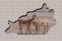 پایداری جمعیت گورخر آسیایی در «آفریقای ایران» پایداری جمعیت گورخر آسیایی در «آفریقای ایران»