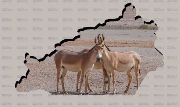 پایداری جمعیت گورخر آسیایی در «آفریقای ایران»