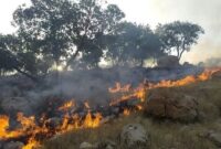 جنگل ابر شاهرود از گسترش حریق نجات یافت