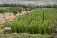 تلاش برای توسعه کمربند سبز در قلب کویر