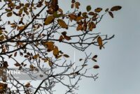 هشدار هواشناسی؛ افزایش آلاینده‌ها و کاهش کیفیت هوا در استان سمنان